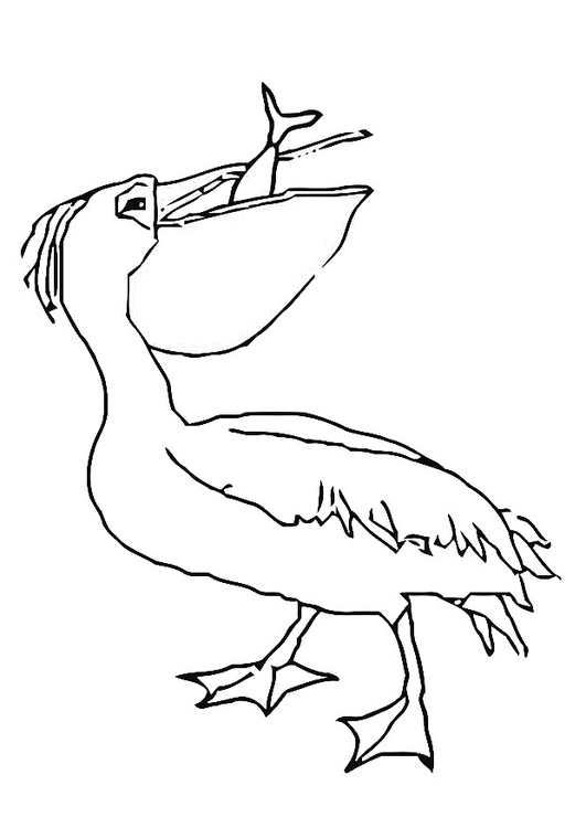 Página para colorir pelicano com um peixe