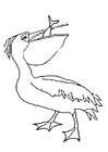 pelicano com um peixe
