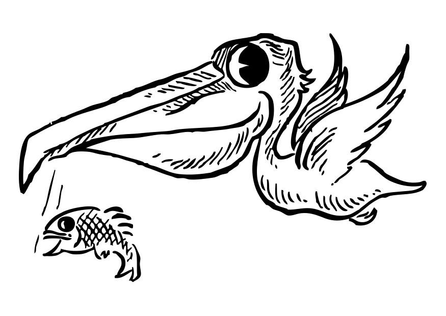 Página para colorir pelicanos com um peixe 