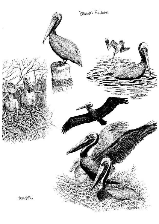 Página para colorir pelicanos