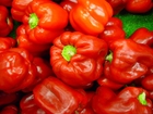 Foto pimentão vermelho