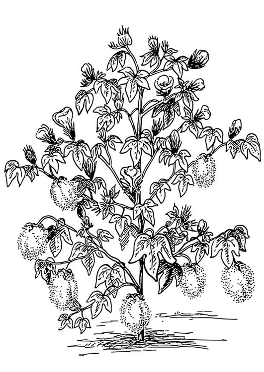 Página para colorir planta de algodÃ£o