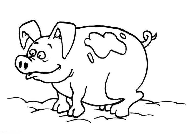 Página para colorir porco