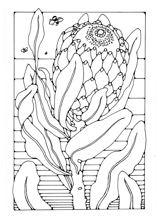 Página para colorir protea