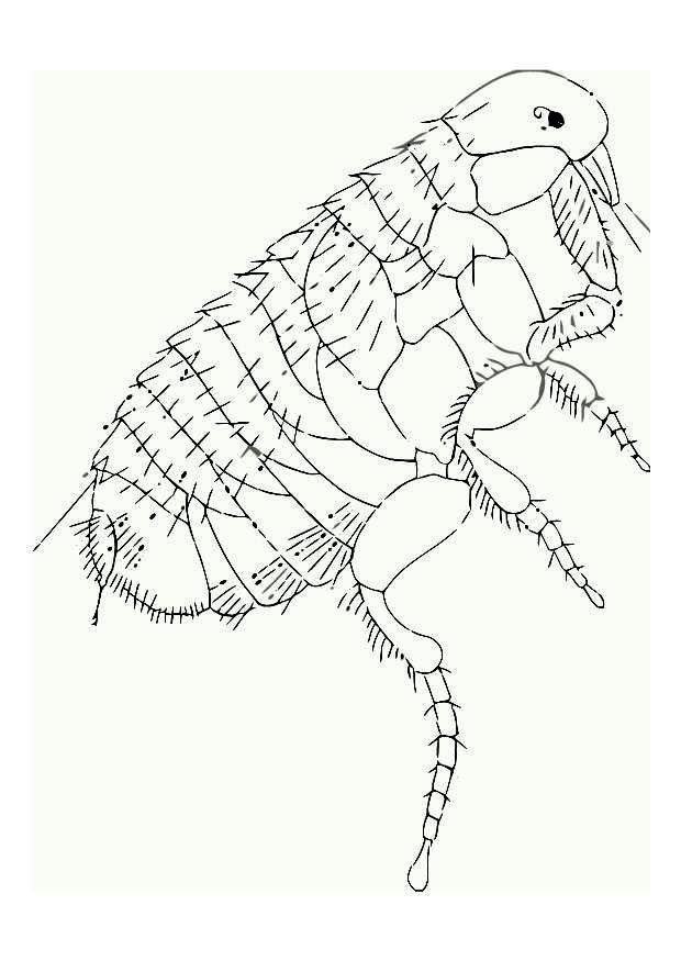 Página para colorir pulga