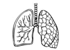 P�ginas para colorir pulmões