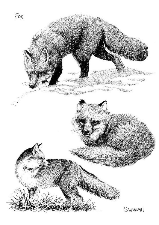 Página para colorir raposa 