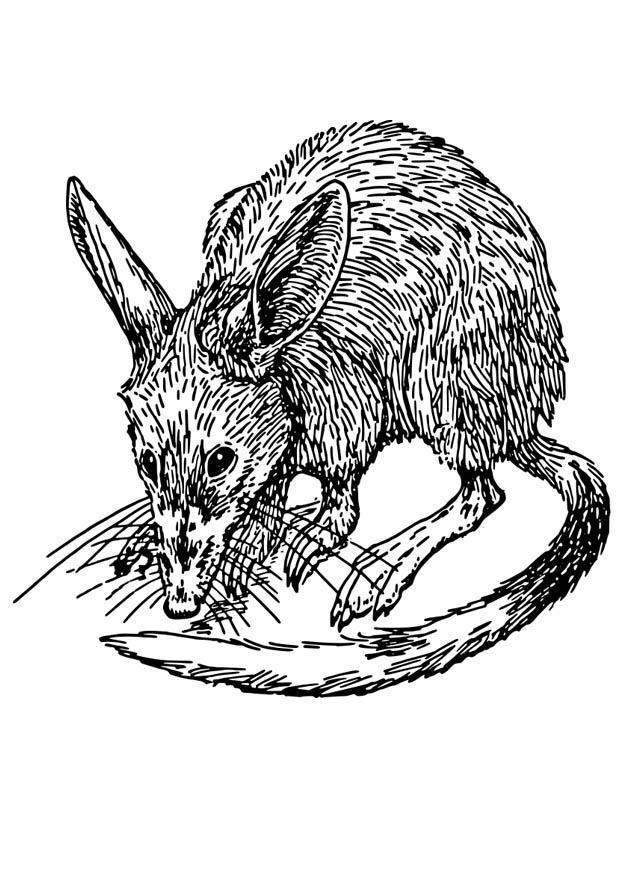 Página para colorir rato - bandicoot