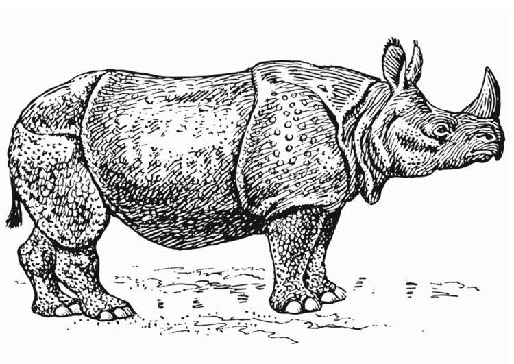 Página para colorir rinoceronte 