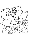 rosa