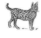 paginas-para-colorir serval
