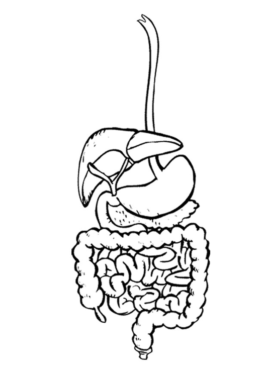 Página para colorir sistema digestivo - digestÃ³rio