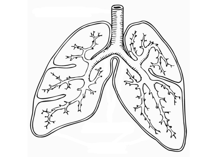 Página para colorir sistema respiratÃ³rio 