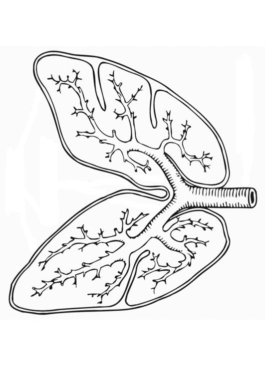 sistema respiratÃ³rio 