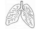 sistema respiratório 