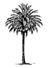 tamareira 
