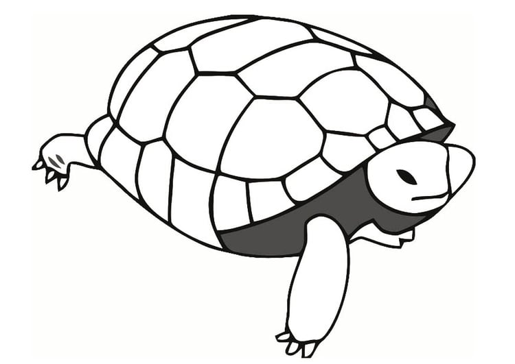 Página para colorir tartaruga