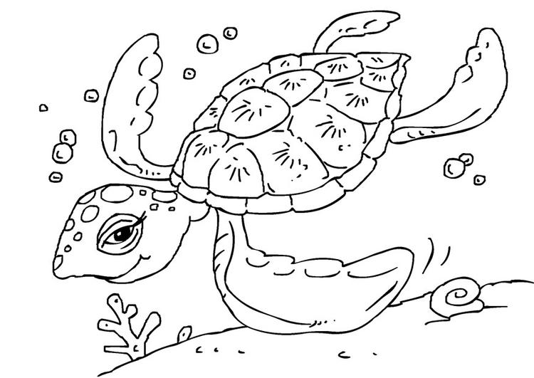 Página para colorir tartaruga 
