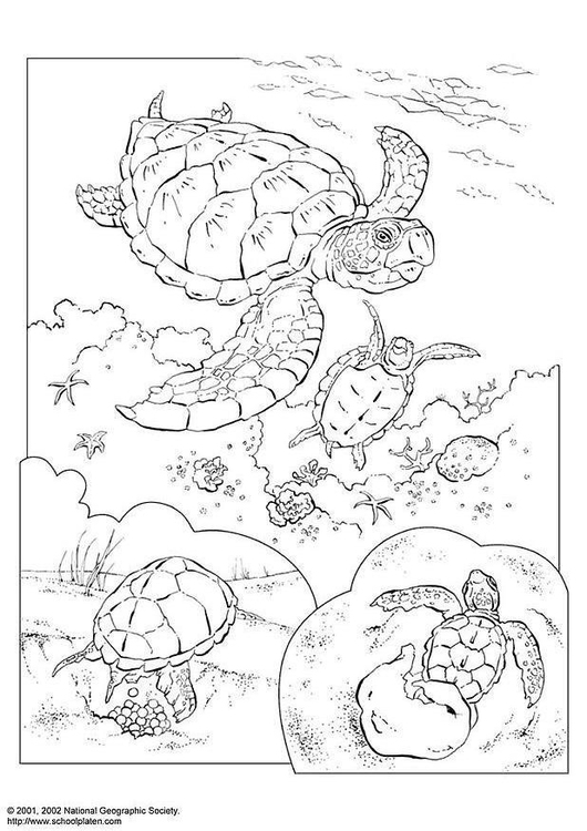 Página para colorir tartaruga marinha