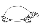 Página para colorir tartaruga