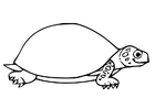 paginas-para-colorir tartaruga