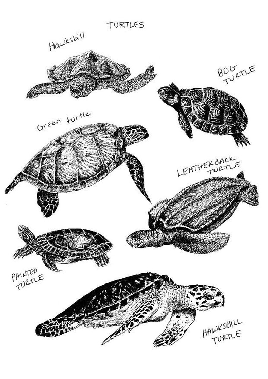 Página para colorir tartarugas