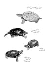 Página para colorir tartarugas