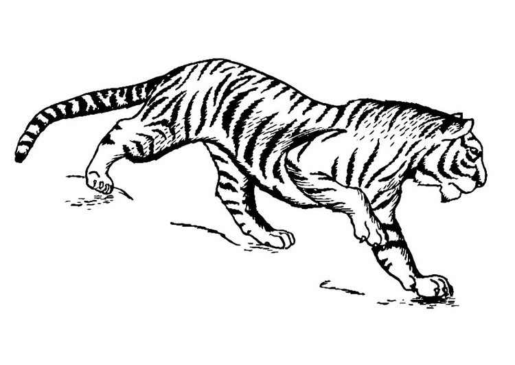 Página para colorir tigre 