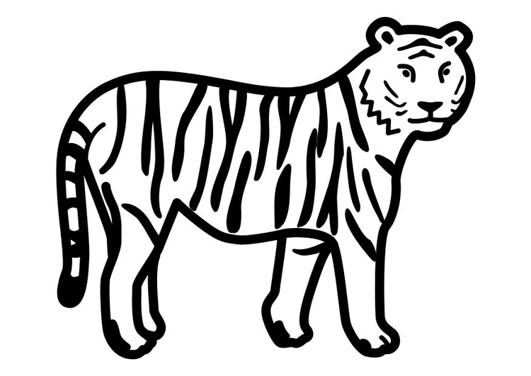 Página para colorir tigre parado