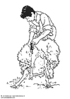 P�ginas para colorir tosa de ovelha
