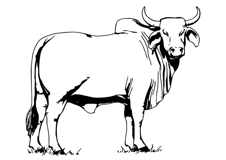 Página para colorir touro - bahman