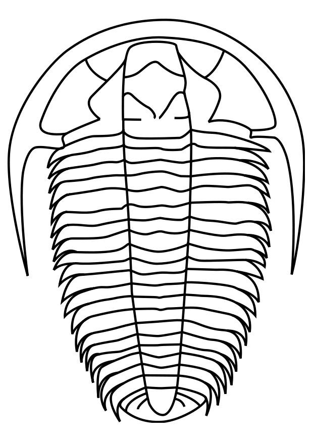 Página para colorir trilobite