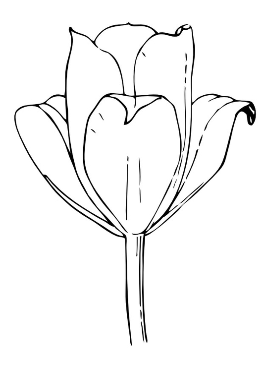 Página para colorir tulipa
