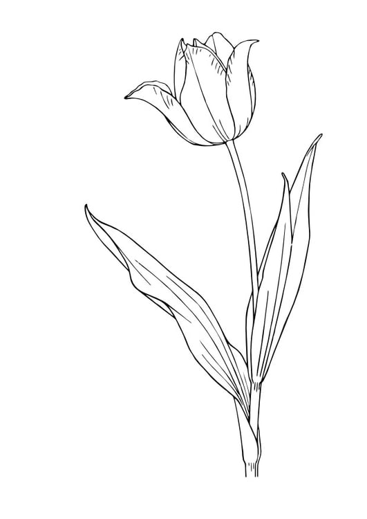 Página para colorir tulipa