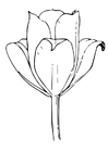 P�ginas para colorir tulipa
