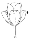 paginas-para-colorir tulipa