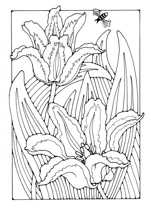 Página para colorir tulipas