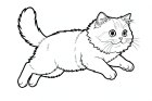 um gato persa que pula