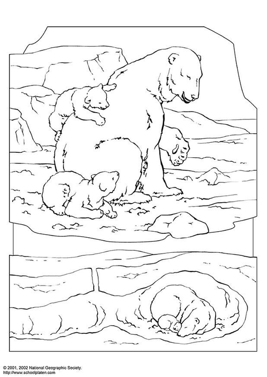 Página para colorir urso polar
