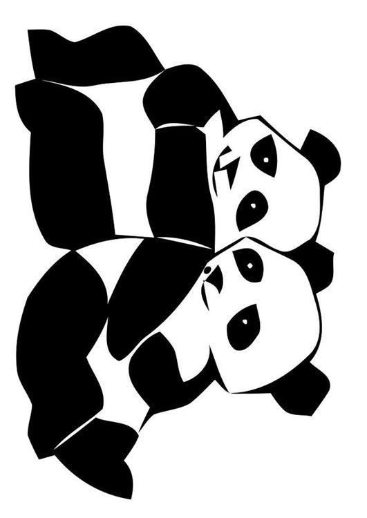 ursos pandas