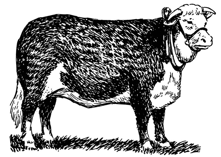 Página para colorir vaca - Hereford 