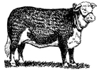 P�ginas para colorir vaca - Hereford 
