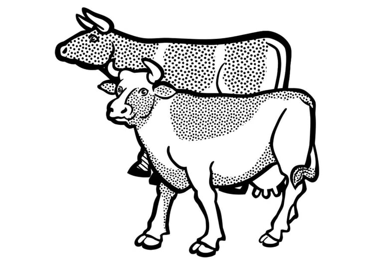 Página para colorir vacas