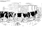 Página para colorir vacas