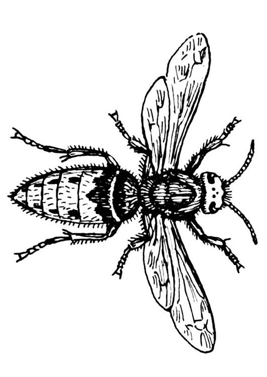 vespa - mosca-varegeira