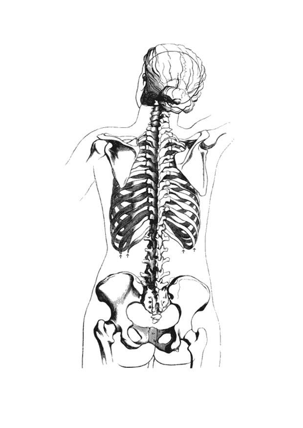 Página para colorir vista posterior do esqueleto 