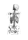 vista posterior do esqueleto 