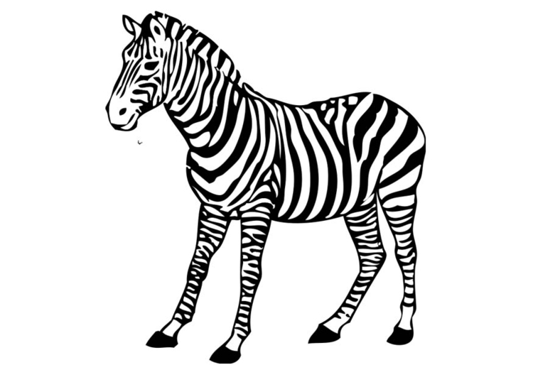 Página para colorir zebra